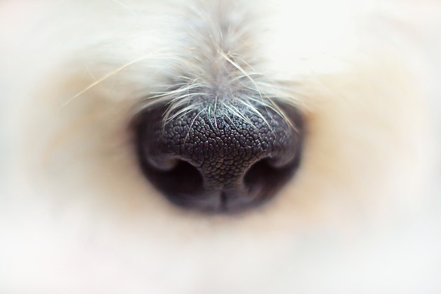 De perfecte halsband kiezen voor jouw hond: tips en tricks