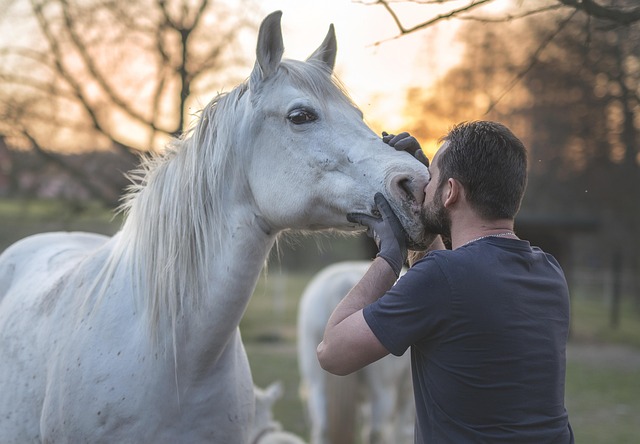 Een smakelijke verrassing: alles over gezonde paardensnoepjes
