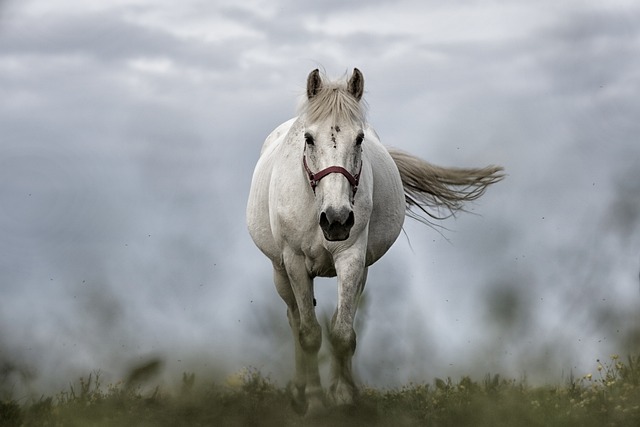 Van arabier tot zebra: alles over paardenrassen, voeding, training en sportcompetities