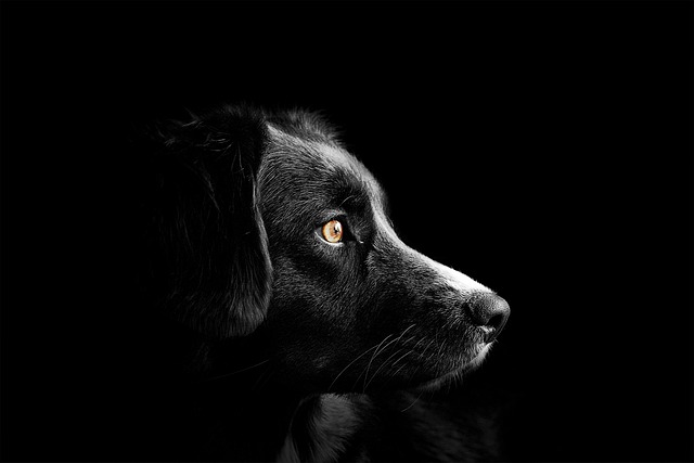 Artrose bij honden begrijpen: Oorzaken, symptomen en behandelmogelijkheden